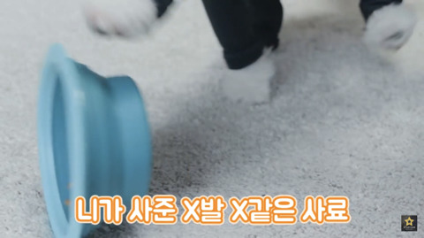 밥먹을때 강아지가 쳐다보는 이유 | 인스티즈