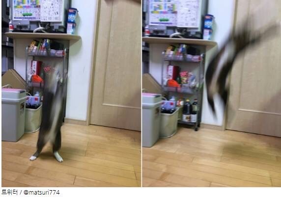 고양이 사진 컨테스트 출품작 | 인스티즈