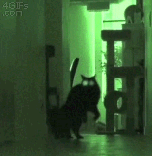 고양이 물리엔진오류 짤 모음.gif | 인스티즈