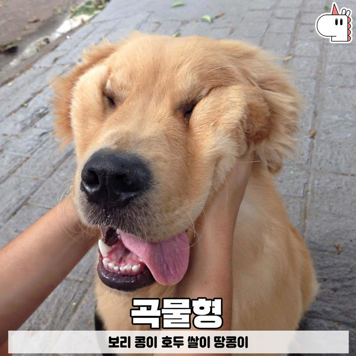 우리집 댕댕이는 곡물형! 유형별로 보는 강아지 이름♥ | 인스티즈