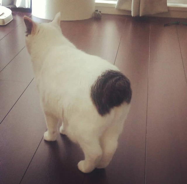 궁디가 까만 고양이 | 인스티즈