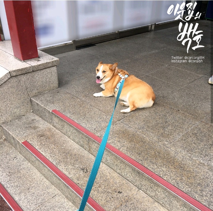 한글을 몰라서 슬픈 강아지.jpg | 인스티즈