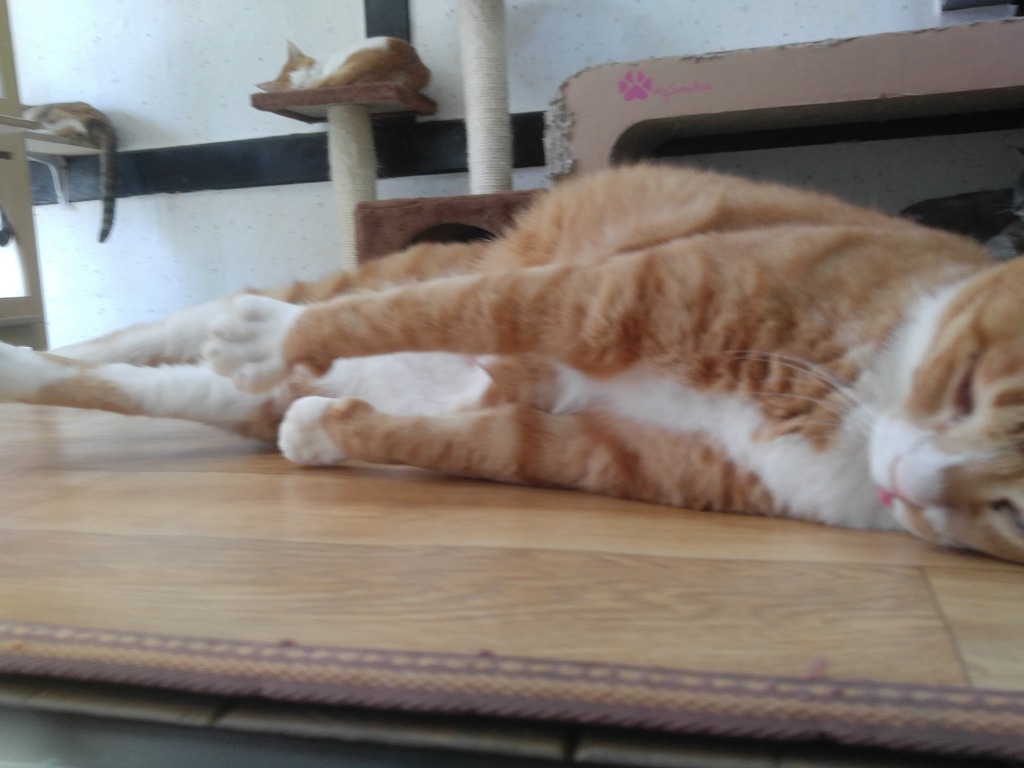 마산의 애니멀호더에게서 구조한 60여마리의 고양이를 도와주세요! 한달 뒤 쉼터가 폐쇄되어 갈 곳이 없습니다.. | 인스티즈