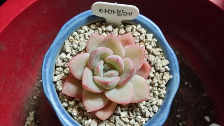 아마빌레 이미지