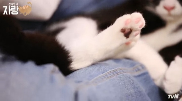 [집사인게자랑] 평화로운 고양이 발톱 자르기.jpg | 인스티즈