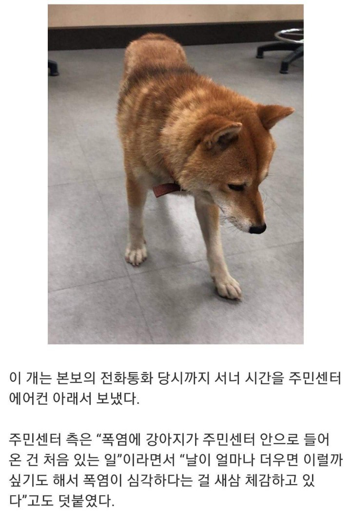 무더위를 피해 주민센터에 온 댕댕이 | 인스티즈