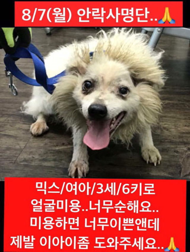 안락사명단 19마리 강아지 고양이 보고가줘..ㅠㅠ | 인스티즈