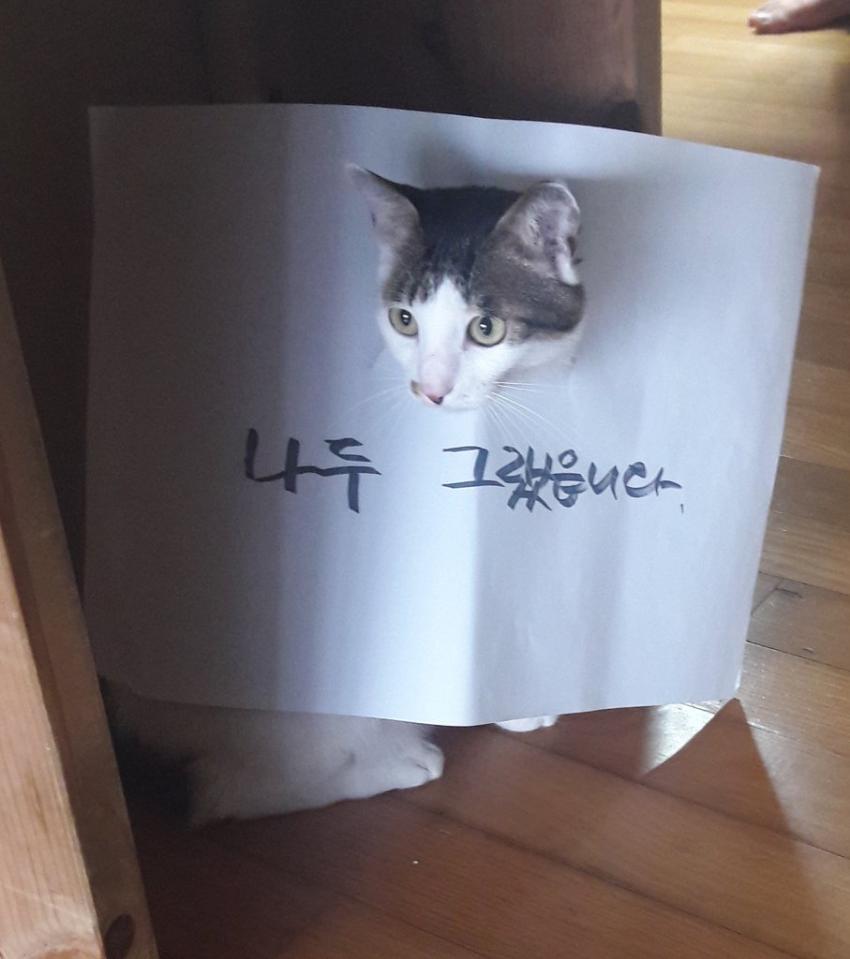 참교육 당하는 냥이 | 인스티즈