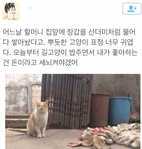 밥을 준 할머니께 장갑을 선물하는 고양이 | 인스티즈