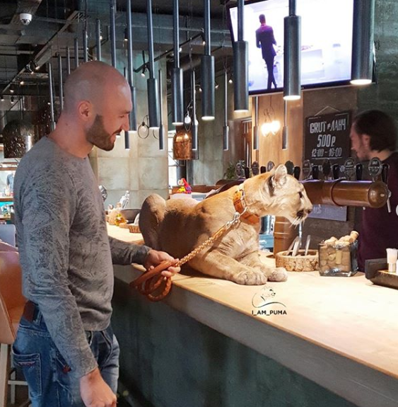 산책다니는 개냥이 | 인스티즈