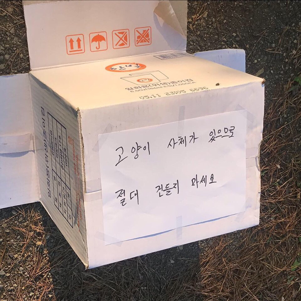 영남대교내 어린 고양이의 목을 잔인하게 잘라둔 인간을 목격하신분을 찾습니다 | 인스티즈