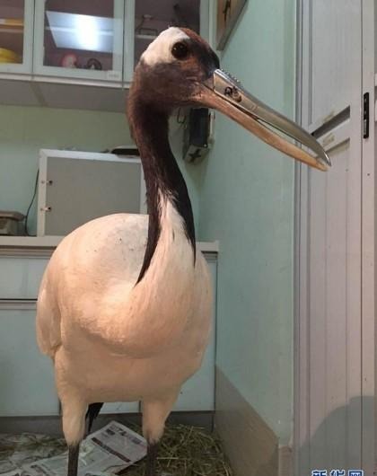 최강조류 | 인스티즈