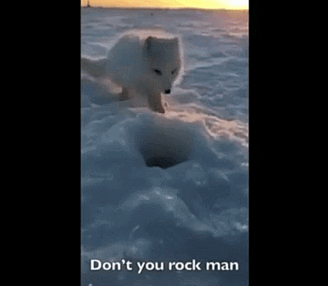 낚시꾼이 잡아 놓은 물고기 먹는 북극여우.gif | 인스티즈