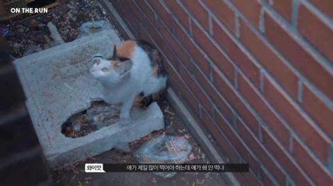망원동 고양이 밥을 책임지고 있는 아이돌 | 인스티즈