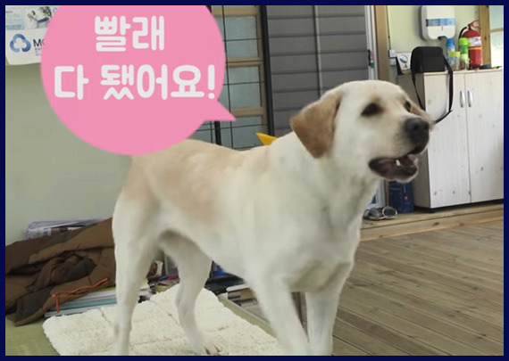 강형욱 vs 호야 | 인스티즈