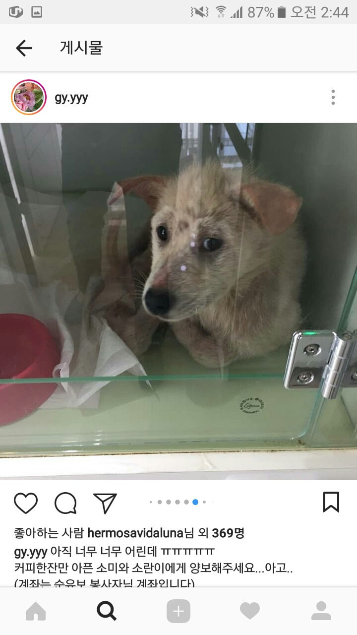 피부가 다 벗겨진 강아지 좀 도와주면 안될까? 소액후원도 정말 괜찮아 | 인스티즈