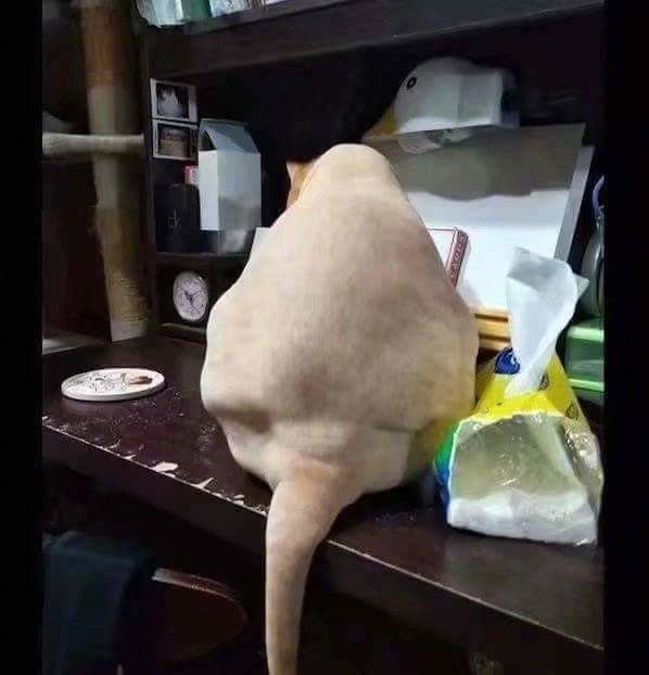 뚱냥이를 이발시켜보았다 jpg | 인스티즈