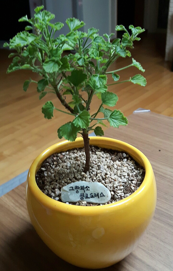 캔디플라워 이미지
