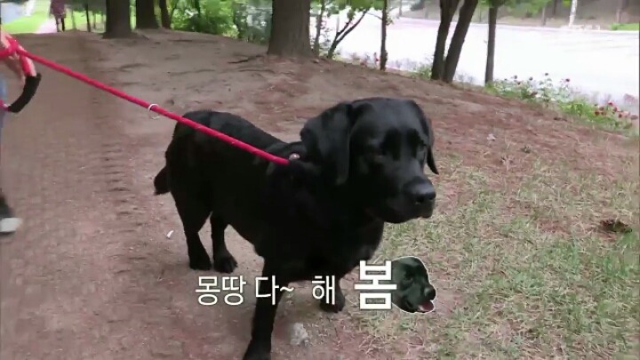 [세나개] 강형욱 훈련사의 팬인 봄이의 보호자들.jpg | 인스티즈