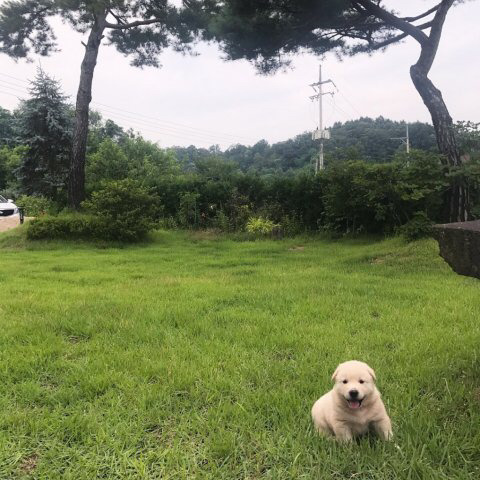 강아지 세마리를 누가 훔쳐갔습니다 도와주세요ㅠㅠㅠ | 인스티즈