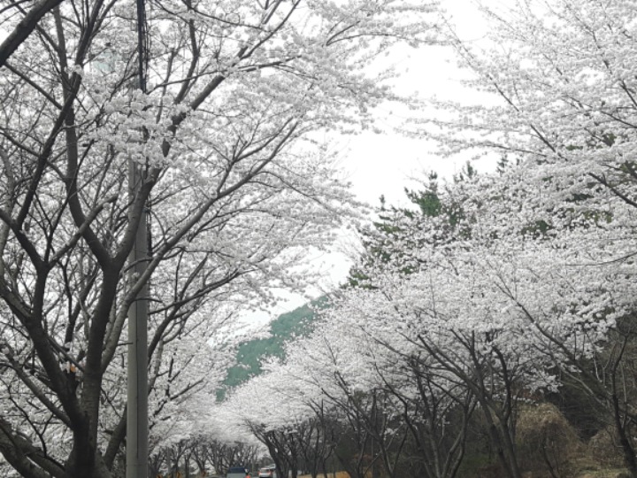 개성삼계탕 이미지