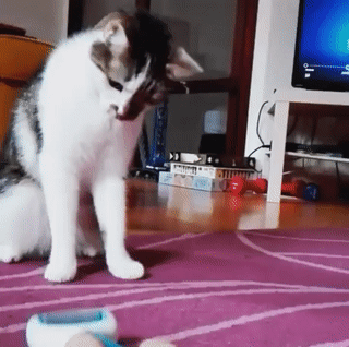 물리엔진에 오류난 생물.gif | 인스티즈