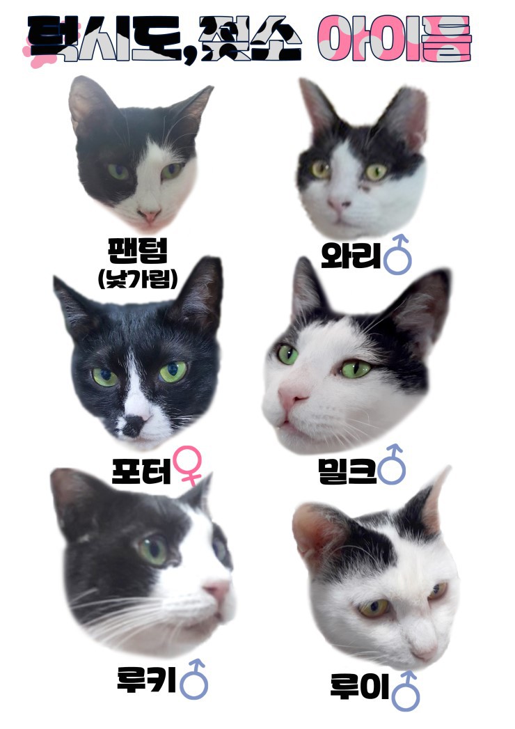 마산의 애니멀호더에게서 구조한 60여마리의 고양이를 도와주세요! 한달 뒤 쉼터가 폐쇄되어 갈 곳이 없습니다.. | 인스티즈