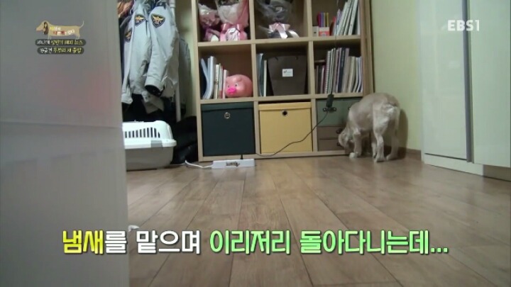[세나개] 시도때도 없이 마운팅하고 똥을 먹는 두부의 문제 행동 고치기 -1.jpg | 인스티즈