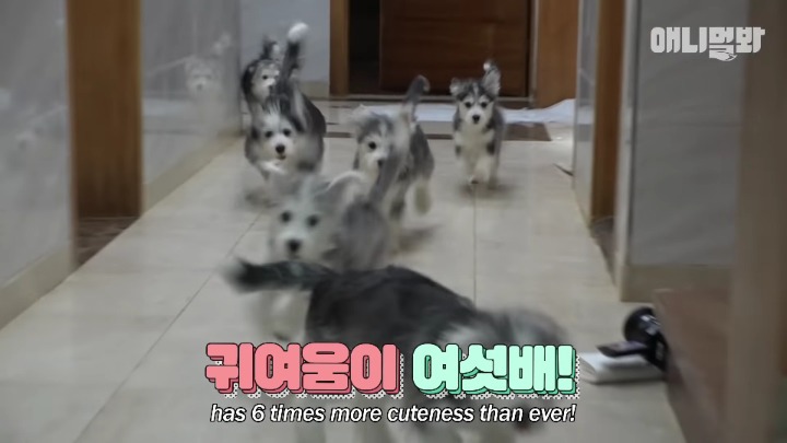 말티즈×허스키 = 말스키 | 인스티즈