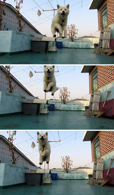 날아다니는 댕댕이.jpg | 인스티즈
