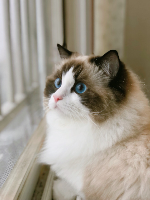 눈 구경하는 고양이 | 인스티즈