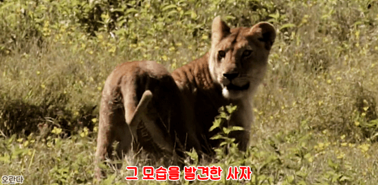 야생에서 일어난 기적적인 재회 | 인스티즈