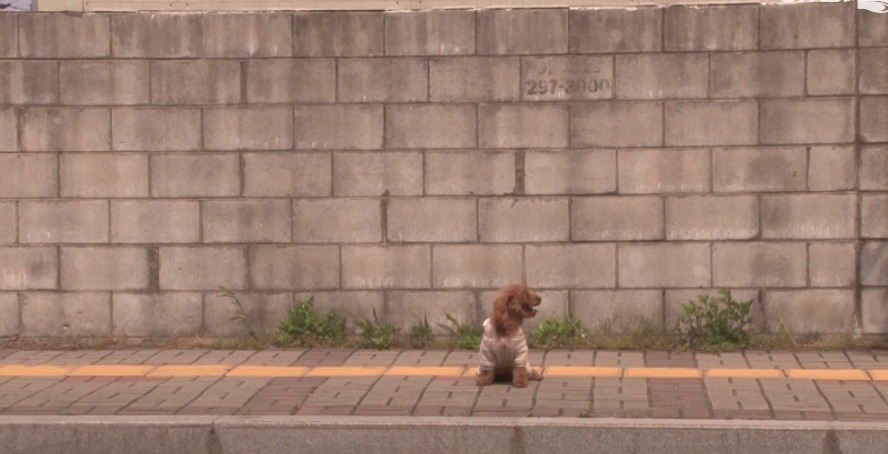 대낮에 남의 개를 납치한 여자 | 인스티즈