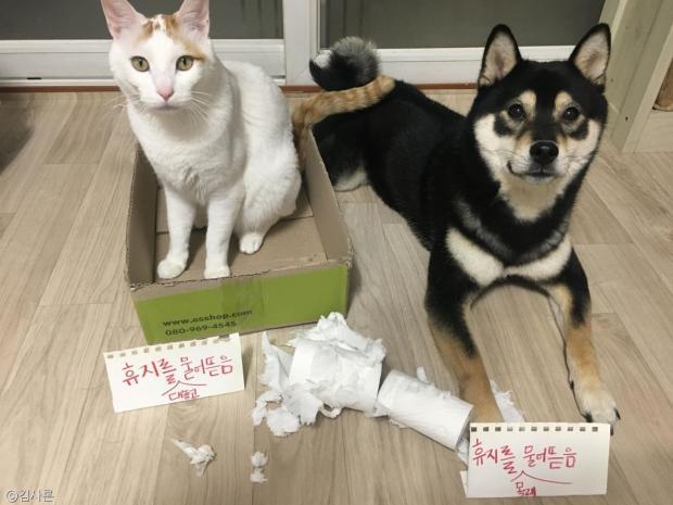 개와 고양이의 차이 | 인스티즈