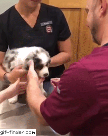 수의사가 댕댕이 약먹이는 방법.gif | 인스티즈