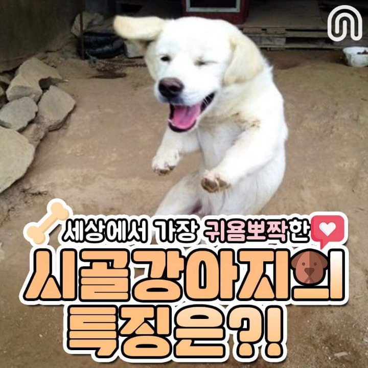 시골강아지들의 특징점.jpg | 인스티즈