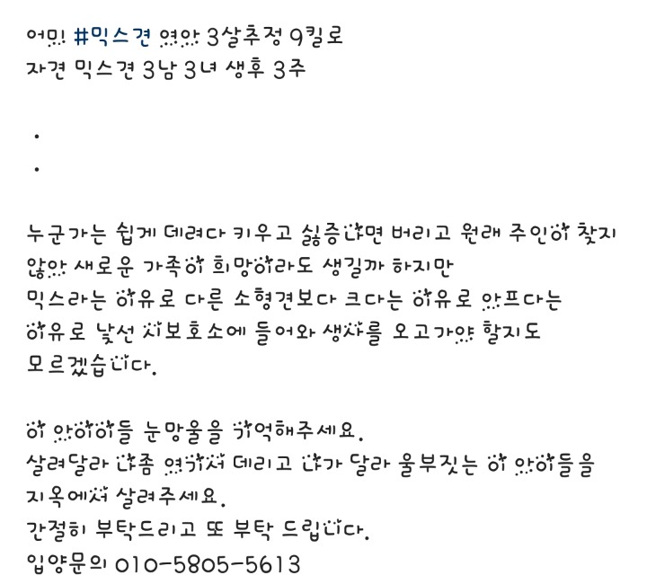 유기견 보호소에서 새끼를 낳은 3살 흰둥이.. (공고 종료.안락사 확정) | 인스티즈