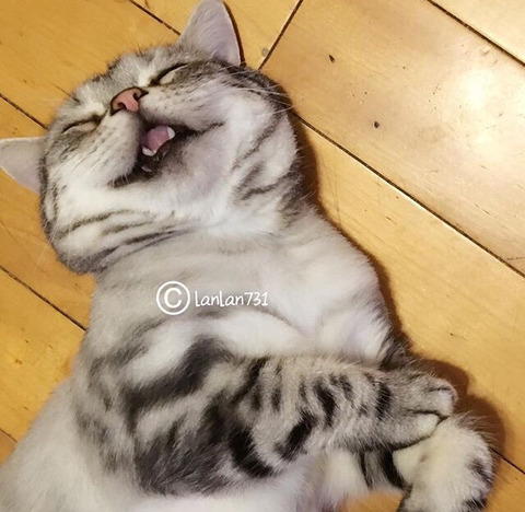금방이라도 울 것 같은 울상 고양이 루후😿 | 인스티즈