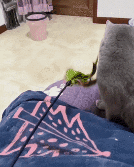 평소 흰냥이한테 쌓인 감정이 많았던 고양이 | 인스티즈