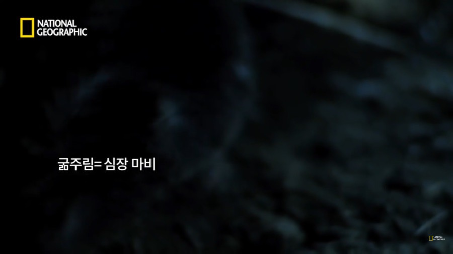 3시간만에 음식을 먹지 않으면 죽는 동물.jpg | 인스티즈