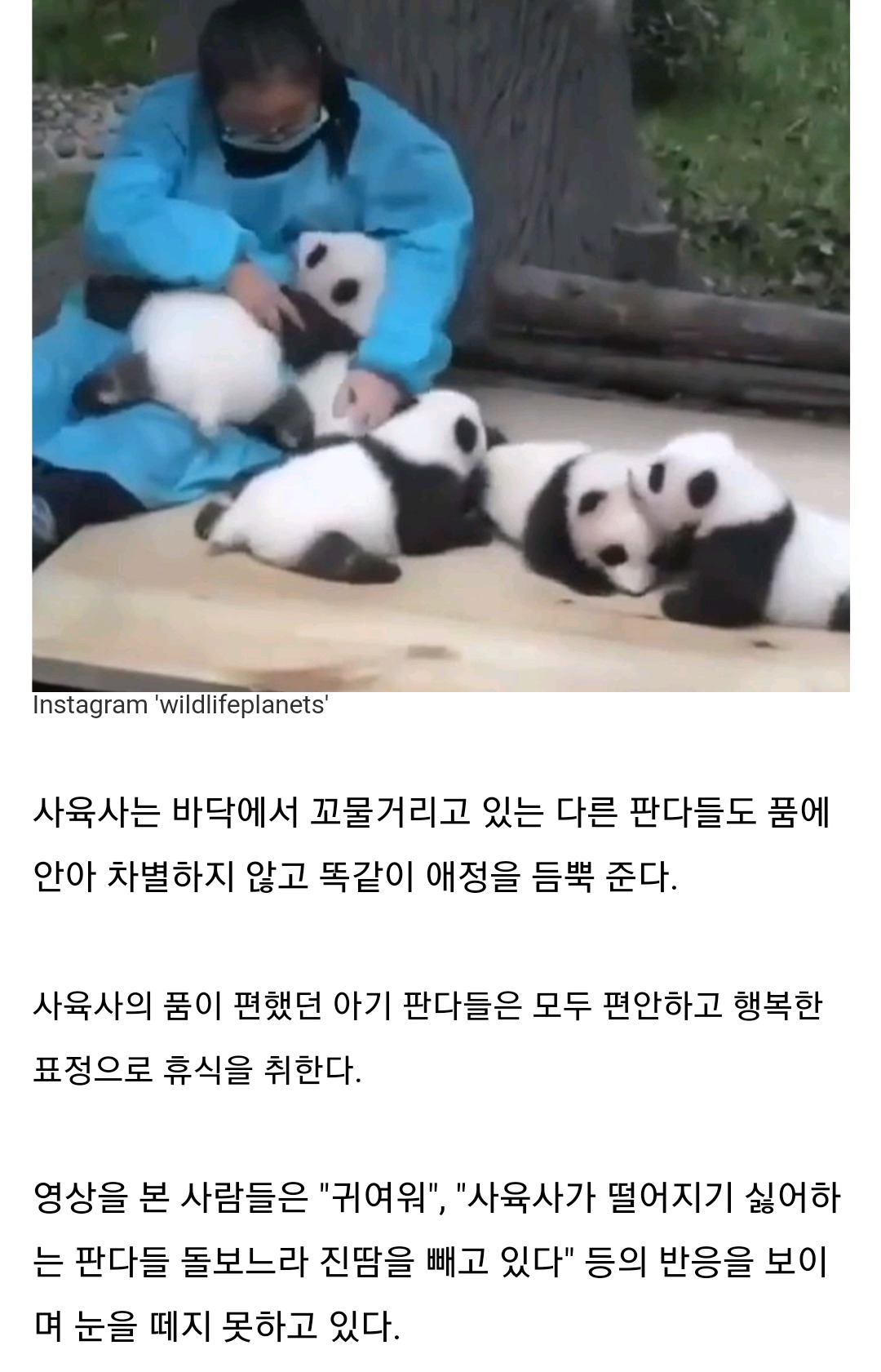 계속 꼬물거리는 아기 판다들 돌보느라 진땀빼는 사육사 엄마 | 인스티즈