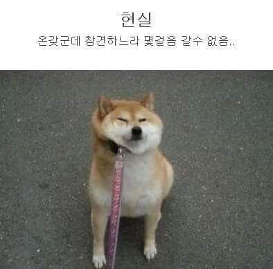 강아지 산책 로망과 현실.jpg | 인스티즈