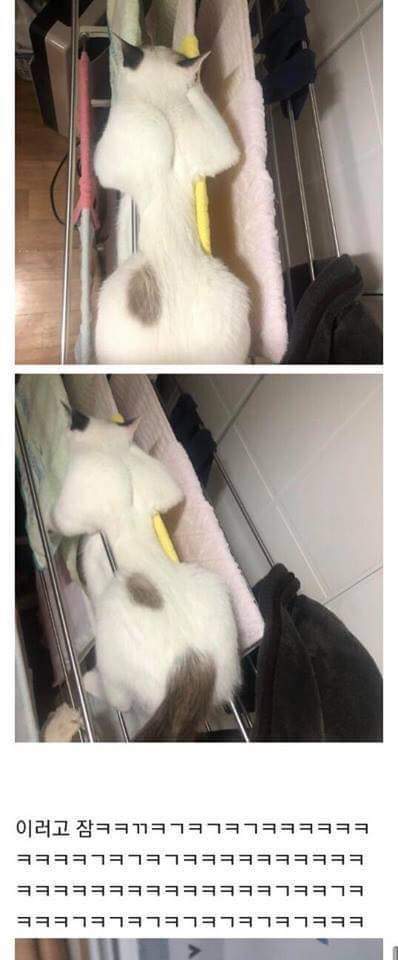 고양이의 수면자세 | 인스티즈