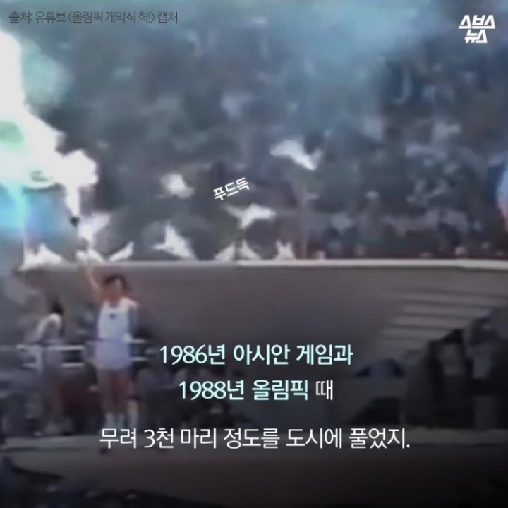 데려온 것도 인간이고 유해동물 취급도 인간이 하네-비둘기는 억울하다 | 인스티즈