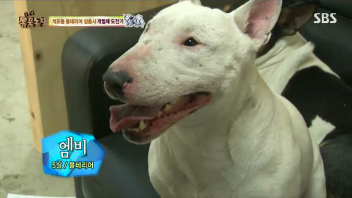 개 이름 레전드.jpg | 인스티즈