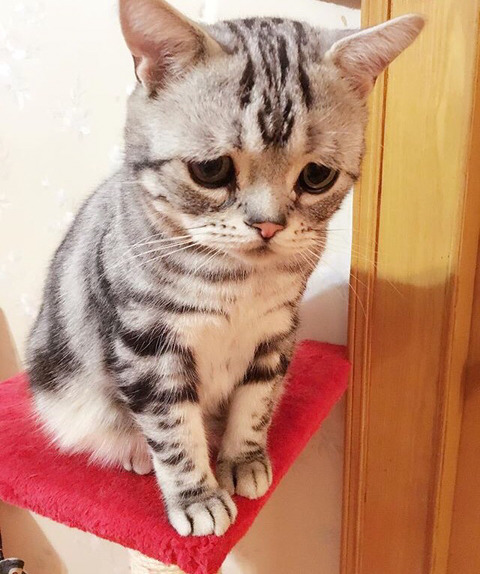 금방이라도 울 것 같은 울상 고양이 루후😿 | 인스티즈