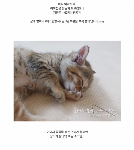 고양이도 손을 빤다는거 알았니? | 인스티즈