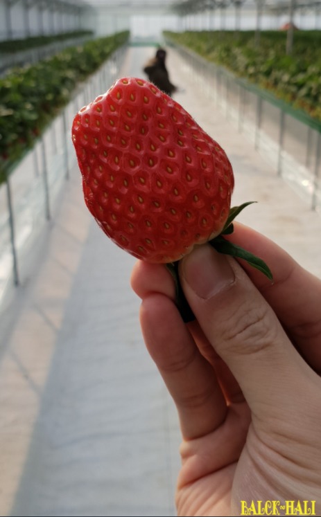 영스팜 이미지