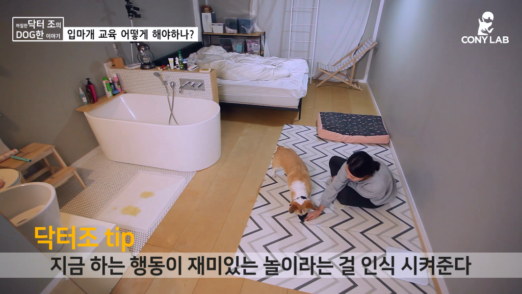 [영상] 강아지에게 거부감 안들게 입마개 교육하는 법! | 인스티즈