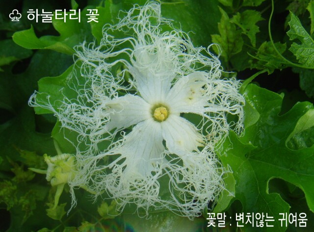 하눌타리 이미지
